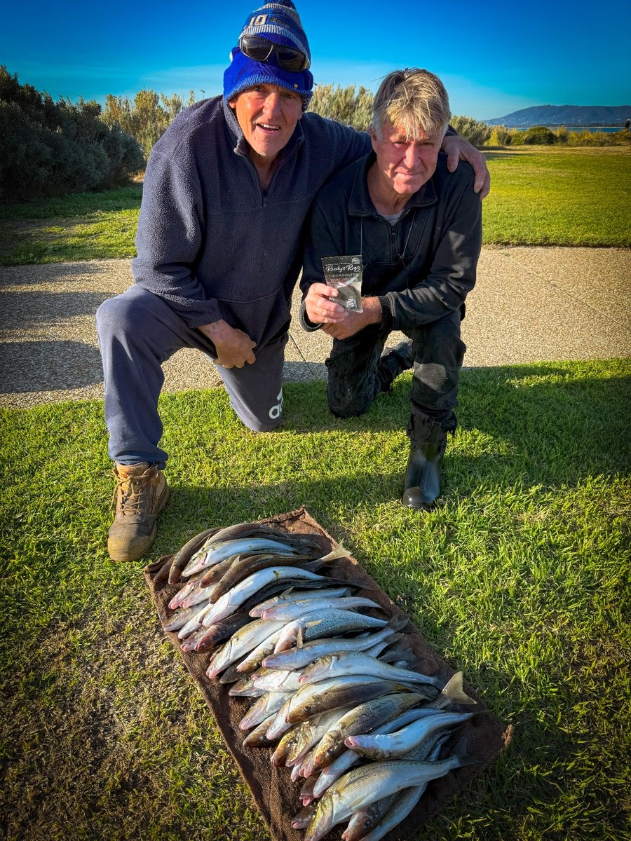 King George Whiting bag on towel — Reedy's Rigs strip bait pack